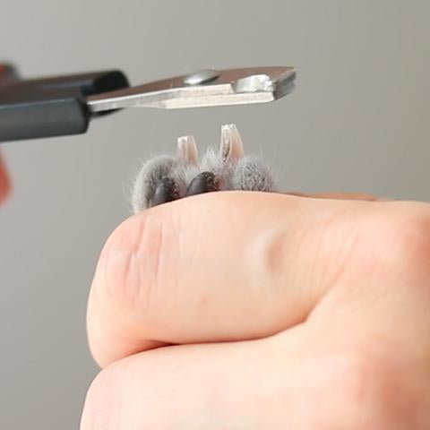 Pet Grooming Nail Clippers