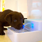 Pet Drinking Fountain For Freshest Water!